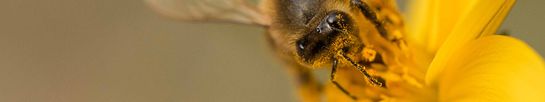 Image d'une abeille.