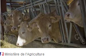 image de vaches à l'étable