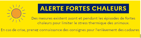 Alerte fortes chaleurs : Des mesures existent avant et pendant les épisodes de fortes chaleurs pour limiter le stress thermique des animaux. En cas de crise, prenez connaissance des consignes pour l'enlèvement des cadavres.