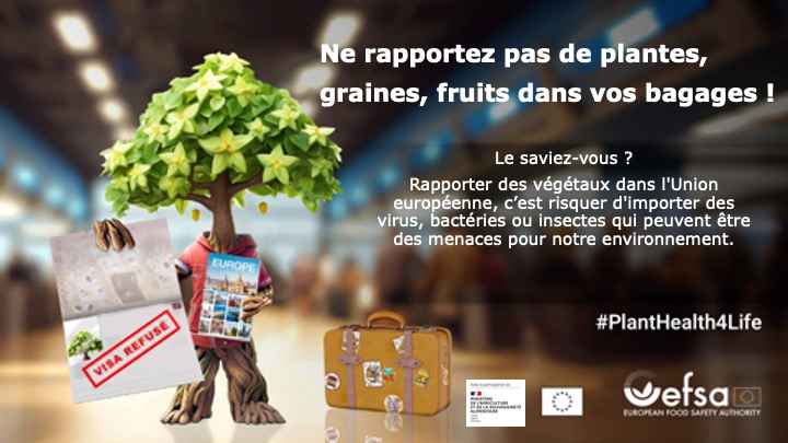 Bannière de la campagne, avec une arbre qui tient son passeport refusé. Le texte informe : Ne rapportez pas de plantes, graines, fruits dans vos babages ! Le saviez-vous ? Rapporter des végétaux dans l'Union Européenne, c'est risquer d'importer des virus, bactéries, ou insectes qui peuvent être des menaces pour notre environnement. #PlantHealth4Life