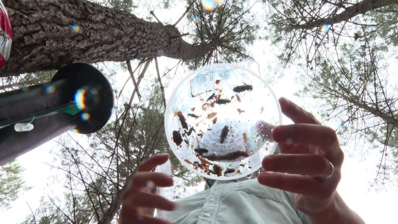 Photo en contre-plong&eacute;e d'un pi&egrave;ge &agrave; insectes dans la for&ecirc;t d'Orl&eacute;ans.