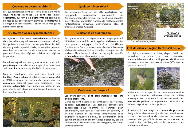 Que sont les cyanobactéries ? Les cyanobactéries sont sur terre depuis au moins deux milliards d'années. Ce sont des micro-organismes, qui font de la photosynthèse comme les plantes et qui possèdent un pigment, la chlorophylle, à l'origine de leur couleur. Il en existe un très grand nombre d'espèces. Où trouve-t-on les cyanobactéries ? es cyanobactéries sont naturellement présentes dans les milieux aquatiques (eaux douces et salines), leur présence n'est donc pas un problème. Du fait de leur grande capacité d'adaptation, elles peuvent coloniser de nombreux environnements comme les plus extrêmes, des régions polaires aux régions tropicales. En milieu aquatique, les cyanobactéries sont soit planctoniques c'est-à-dire en suspension dans l'eau soit benthiques, ce qui signifie fixées à un support. Pour se développer, elles ont donc besoin de lumière, d'eaux calmes et relativement chaudes (20 à 25°C) ainsi que de nutriments, notamment du phosphore essentiel pour leur croissance. Les milieux eutrophisés (très riches en azote et en phosphore) sont donc particulièrement propices à leur développement. Quels sont leurs rôles ? Les cyanobactéries ont un rôle écologique non négligeable puisqu'elles participent au fonctionnement des milieux. Elles sont aussi capables de synthétiser un certain nombre de molécules utiles (antibiotiques, antiviraux, antitumoraux, etc.) et d'autres néfastes (toxines). Croissance et prolifération Les cyanobactéries, en régulant les échanges gazeux à l'intérieur de la cellule, sont capables d'alterner entre des phases pélagiques (surface) et benthiques (profondeur). Dans ce second cas, elles sont fixées aux sédiments mais peuvent se détacher et migrer vers la surface. Elles forment alors des agrégats appelés « fleurs d'eau » ou bloom (ci-dessous). Quels sont les dangers ? Les cyanobactéries sont problématiques dès lors qu'elle prolifèrent. Certaines sont capables de synthétiser des toxines, appelées cyanotoxines. Ces dernières peuvent être dangereuses pour l'homme et l'animal. Leur prolifération, favorisée par l'absence de courant, la période d'étiage et les fortes températures peut dégrader la qualité de l'eau. La prolifération peut également entraîner des mortalités piscicoles, par un phénomène de raréfaction de l'oxygène, lié à ces développements. État des lieux en région Centre-Val de Loire En région Centre-val de Loire, depuis 2017, des mortalités de chien ont été constatées vraisemblablement dues à l'ingestion de flocs (ci-dessous) contenant des neurotoxines (affectent le système nerveux). Si des cas sont rapportés ou si une concentration en cyanobactéries détectée dans le milieu aquatique est supérieure à un certain seuil, des mesures de gestion sont rapidement prises afin de réduire l'exposition de la population. A minima, il peut s'agir de conseils de prudence (baignade et abreuvement) et de préconisations sur la non consommation de poissons. Les mesures peuvent aller jusqu'à la fermeture temporaire de certains lieux de baignade et la suspension des activités nautiques.